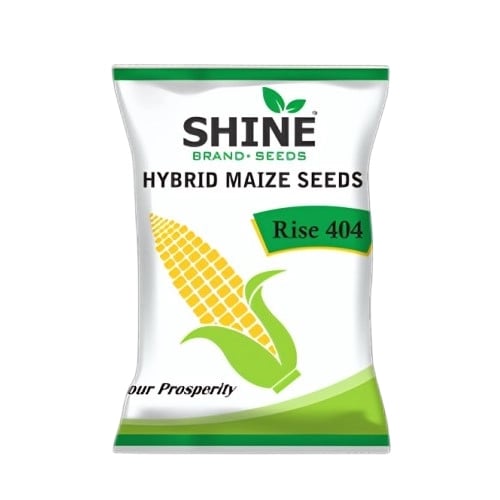 Maize Rise 404 Hybrid - Shine Brand Seeds, Makka Seed, Suitable for Irrigated