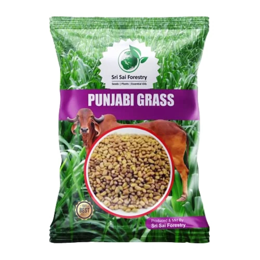 Sri Sai Forestry Punjabi Grass Seeds For Multi Cut, Animal Fodder Seeds, Green and Dry Fodder Seeds