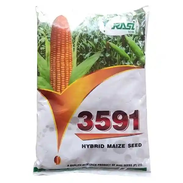 రాసి 3591 మొక్కజొన్న విత్తనాలు - పెద్ద కండెలు, మంచి కొన నింపకం & పడిపోని రకం