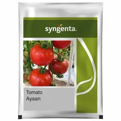 Syngenta Ayaan Hybrid Tomato Seeds