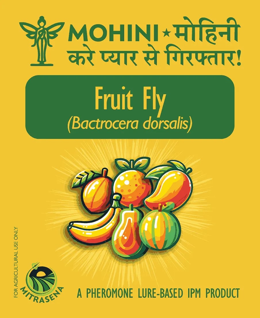 பயோவால் மோஹினி ஃப்ரூட் ஃப்ளை பாக்ட்ரோசெரா டோர்சாலிஸ், பூச்சி மேலாண்மைக்கான ஃபெரோமோன் கவர்ச்சிப் பொறி