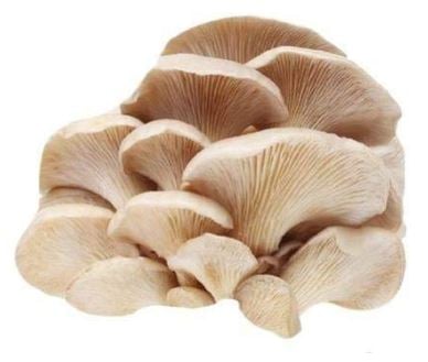 SporeKart Oyster Mushroom Spawn Combo (Gray, Yellow, Pink, Blue) 200 Gm Each, Spreaded On Organic Waste