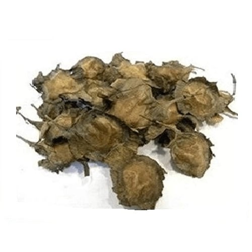 RK Red Sandalwood Seeds - Pterocarpus Santalinus Seeds