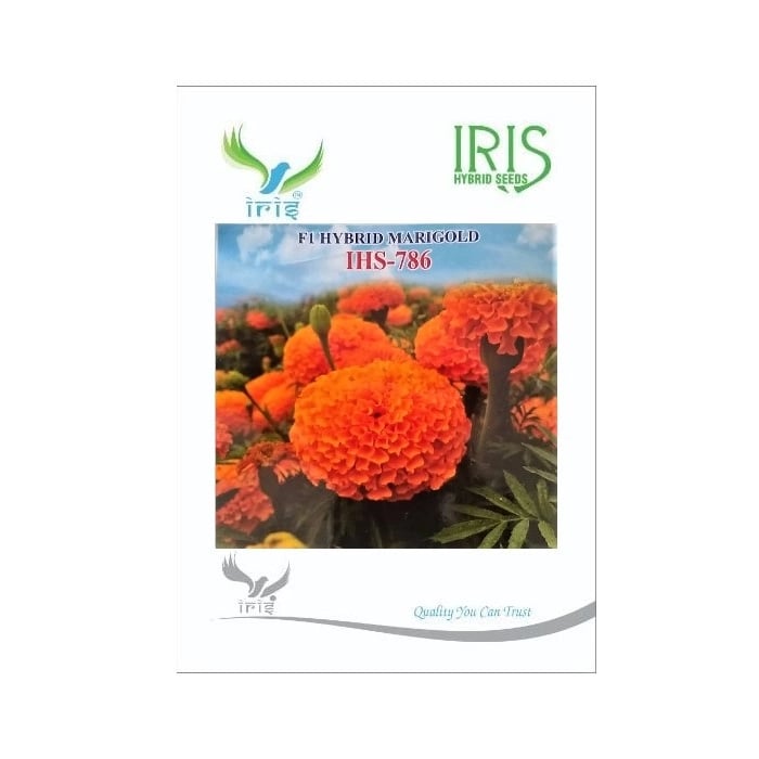 Iris IHS-786 F1 Hybrid Orange Marigold Seeds, Compact Orange Blooms, High Yield And Long Stems