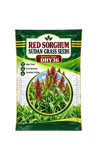 S.K. International Red Sorghum Sudan Grass Seeds DHY36 High Yield Multicut Fodder