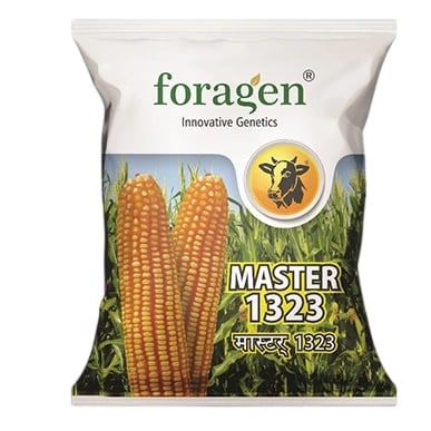 Foragen Master 1323 Hybrid Maize Seed For High Yield Farming