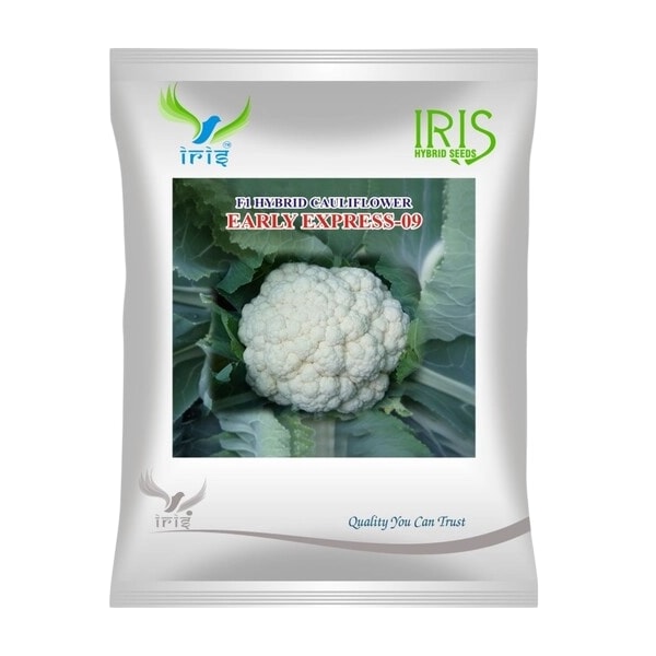 Iris Early Express-09 F1 Hybrid Cauliflower Seeds, Early Maturity, Heat And Rain Tolerant Variety