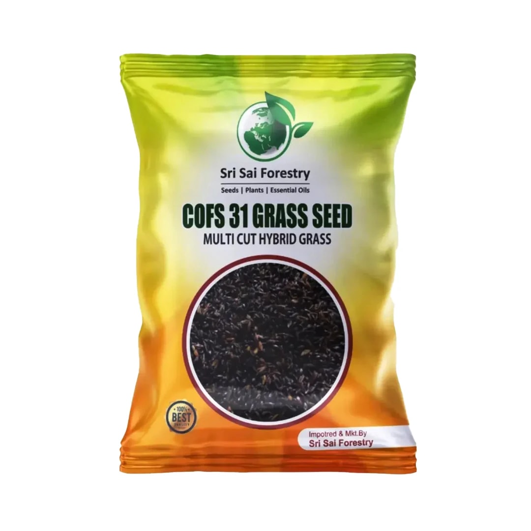 Sri Sai Forestry COFS 31 Grass Seeds For Goat And Cow, Multi Cut Fodder Seed