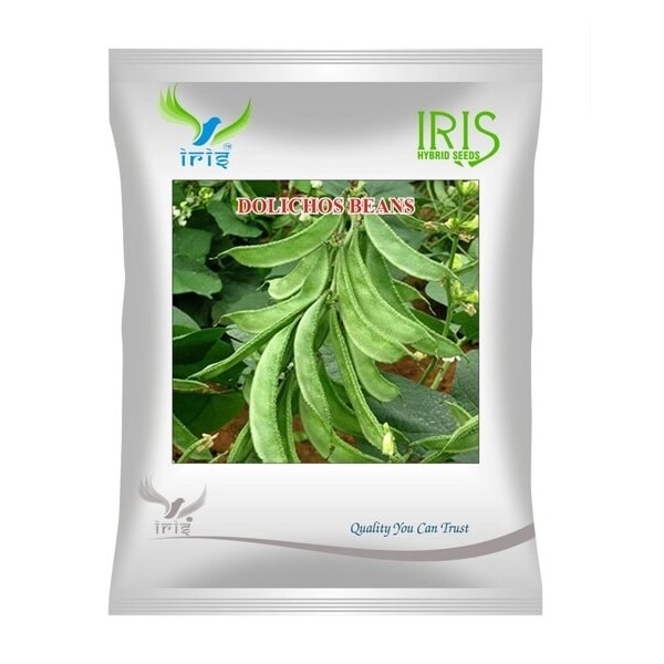 Iris Dolichos Beans OP Sem Phalli Seeds, Choli Ke Beej, Medium Green And Prolific Yield Variety