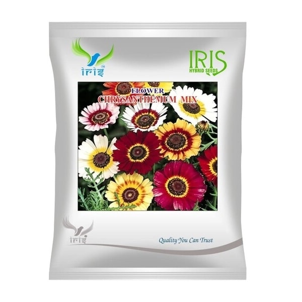 Iris Chrysanthemum Carinatum Mix Hybrid OP Flowers Seeds, Imported, Bright Multicolour Flowers