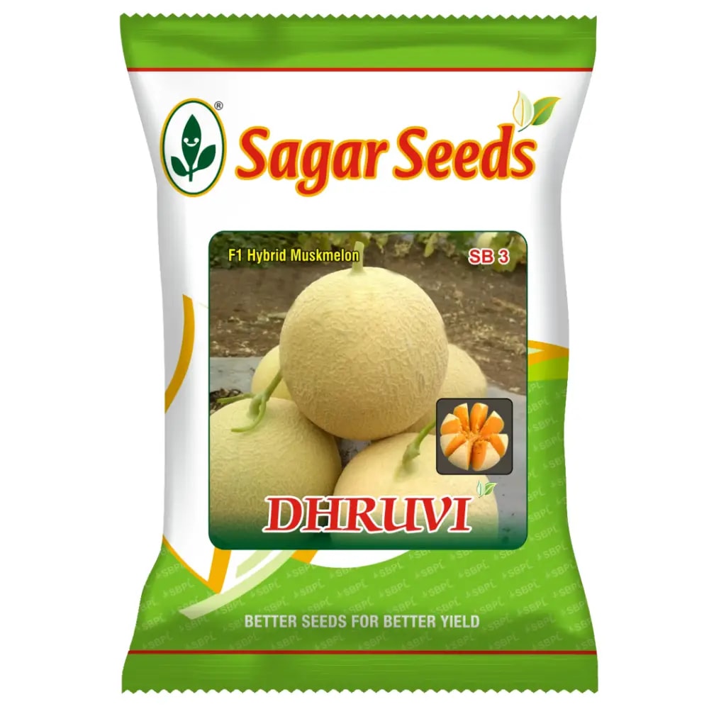 Sagar DHRUVI F1 Hybrid Muskmelon Seeds, High Yield, Orange Flesh, Fusarium Wilt Tolerant
