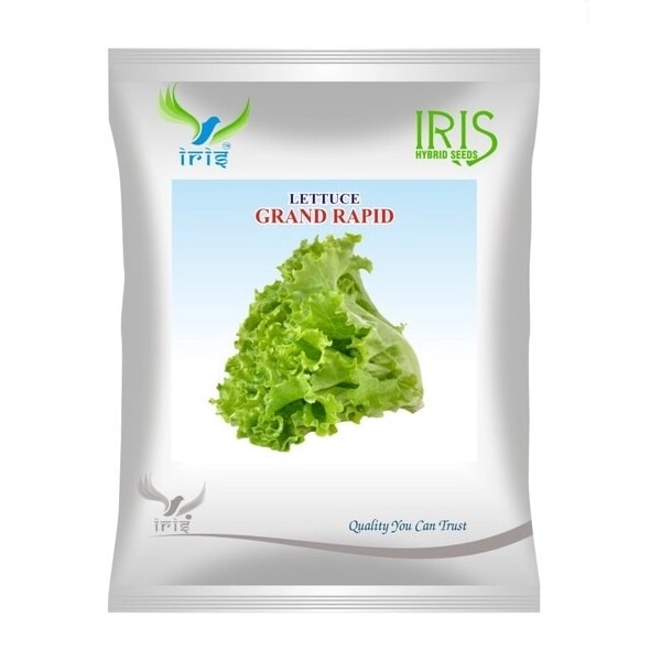 Iris Grand Rapid OP Lettuce Seeds, Imported, Crisp Large Heads And Excellent Taste