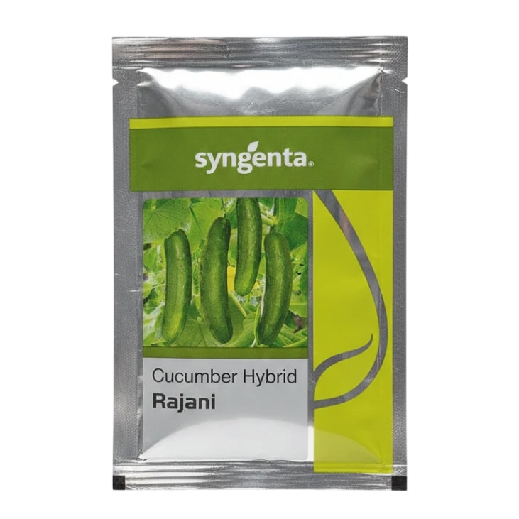 Syngenta Rajani Hybrid Cucumber Seeds, Early Maturing
