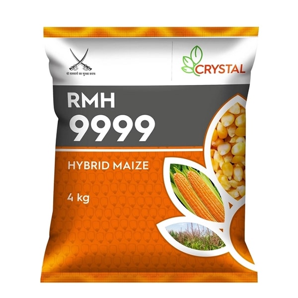 Crystal F1 Hybrid RMH 9999 Maize Seeds, Medium Maturity with Medium Tall Height
