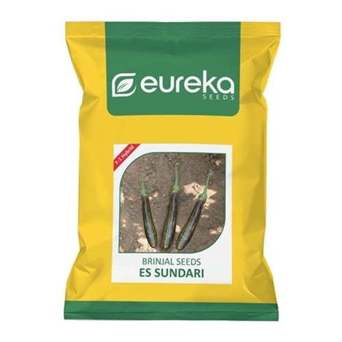 Eureka ES Sundari Brinjal Seeds - (Eggplant Seeds) Vigorous Tall Plants And High Yield