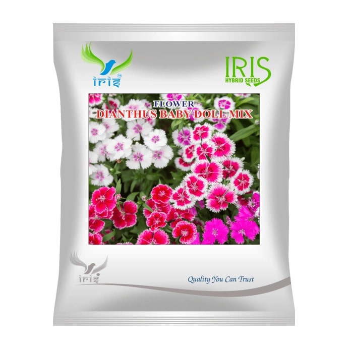 Iris Dianthus Baby Doll Mix Hybrid OP Flower Seeds, Imported, Compact Cluster Blooming Mixed Flower Seeds
