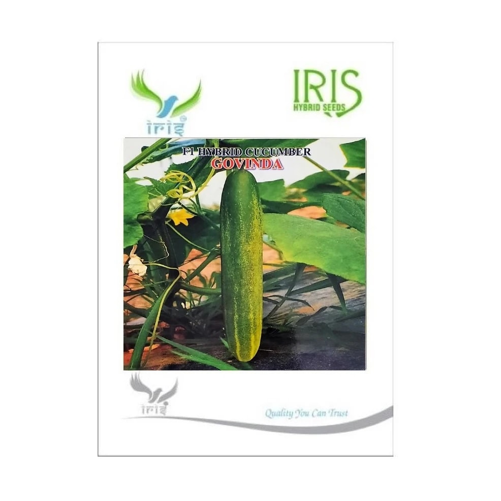 Iris Govinda F1 Hybrid Cucumber Seeds, Early Sowing, High Yield And Vigorous Growth