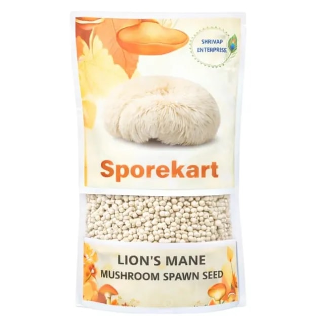 Lions Mane Mushroom Spawn Seed. White, globe-shaped fungi that have long, shaggy spines.