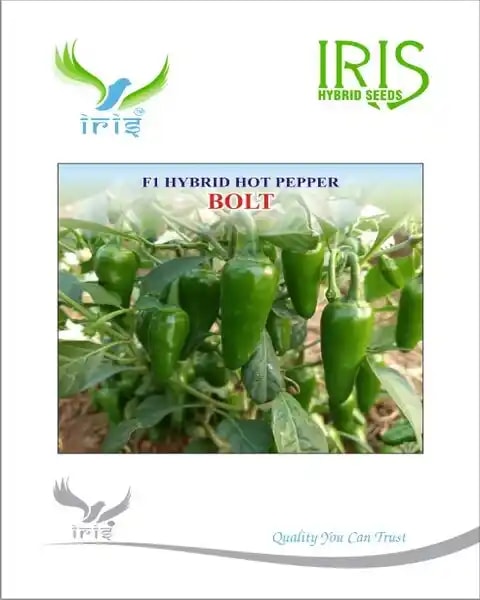 Iris Bolt Hot Pepper Seeds - (Mirchi Seeds) Medium Green To Dark Red Color, High Pungency