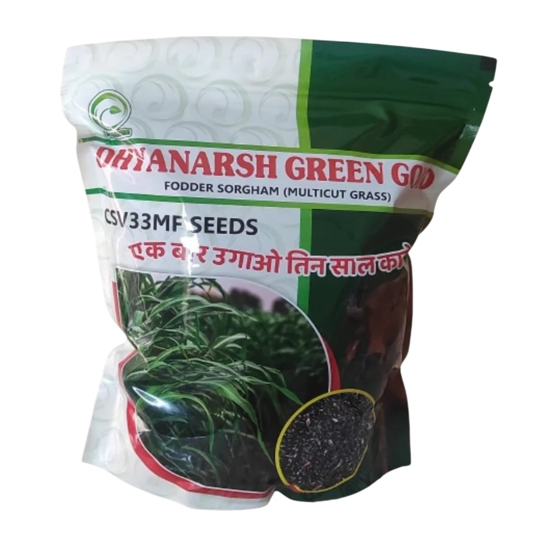 Dhyanarsh CSV33MF Sorghum Seeds, Fodder Seeds, Multi-Cut, Fast Growth Variety