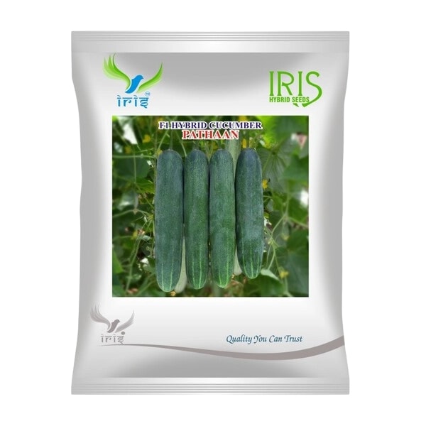 Iris Pathaan F1 Hybrid Cucumber Seeds, Dark Green, High Yield Variety And Uniform Size