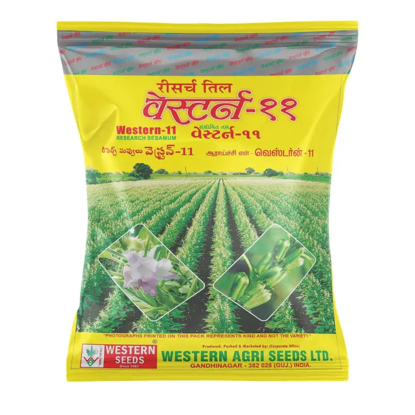 Western-11 Sesame Seeds - White Til Seeds, High Yield and Superior Oil Content