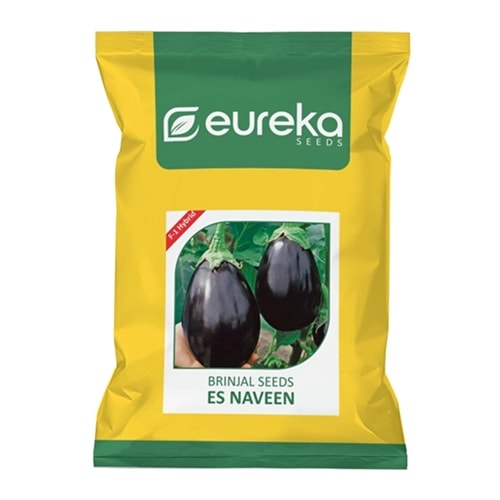 Eureka ES NAVEEN F1 Hybrid Brinjal Seeds, Shiny Black, Oval Fruits, Suitable For Kharif And Rabi Seasons