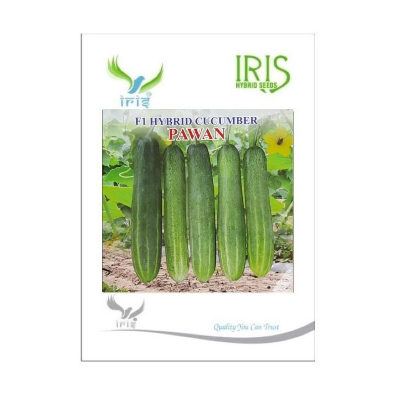 Iris Pawan F1 Hybrid Cucumber Seeds, Early Maturity, High Yield And Heat Tolerant Variety