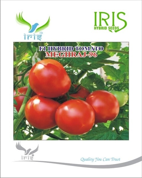 Iris F1 Hybrid Meghraj 96 Tomato Seeds, Tolerant To TYLCV And Bacterial Wilt