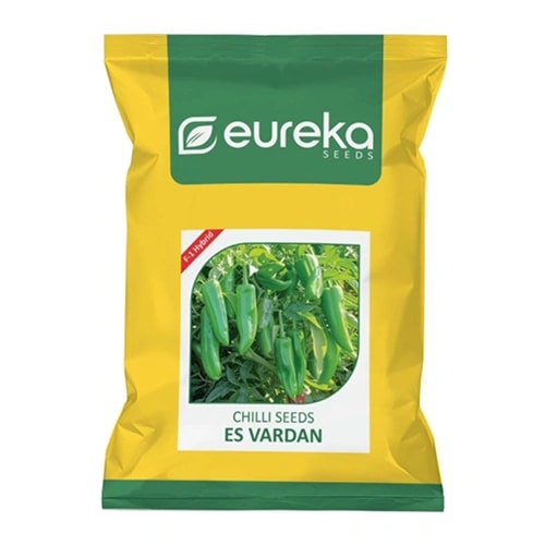 Eureka ES VARDAN F1 Hybrid Chilli Seeds, For Fresh Market And Achari (Pickle) Segment.