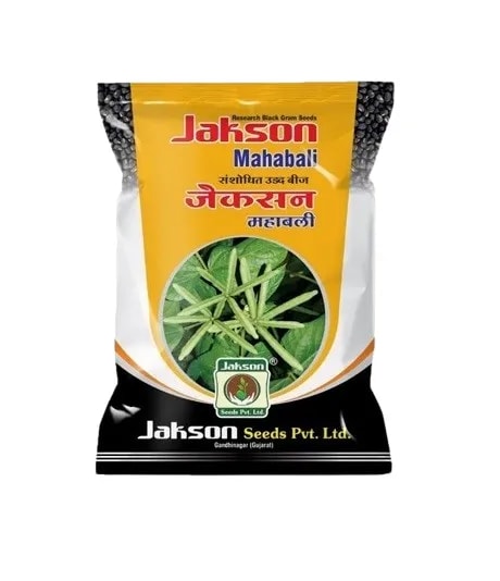 Jakson Mahabali Research Black Gram Seeds, Urad
