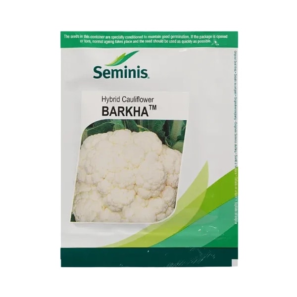 Seminis BARKHA F1 Hybrid Cauliflower Seeds, High Yield White Compact Dome Curds