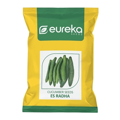 Eureka ES RADHA Improved F1 Hybrid Cucumber Seeds, High Yield And Mottle Green Fruits
