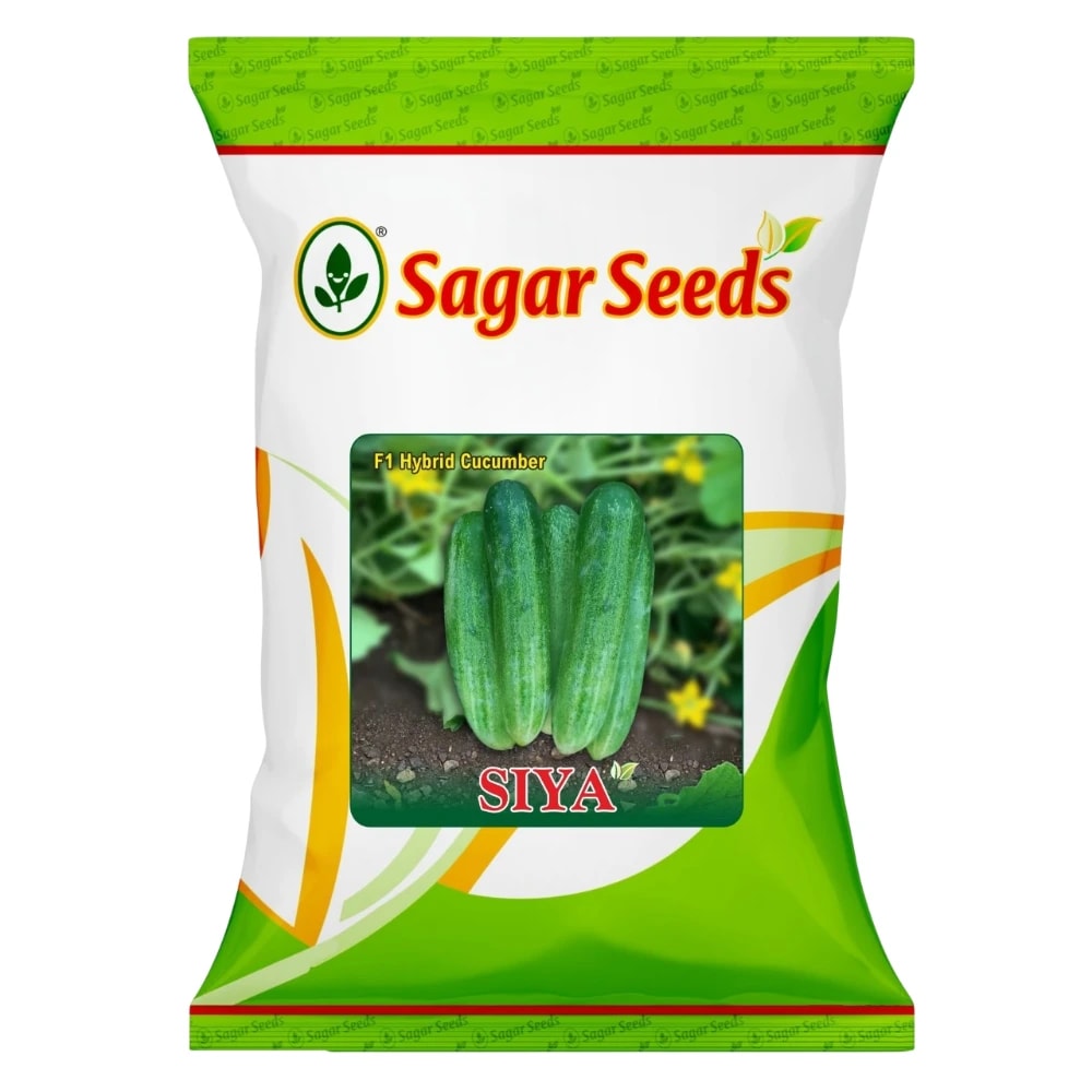 Sagar Siya F1 Hybrid Cucumber Seeds, High Yield, Light Green, Cylindrical Shape