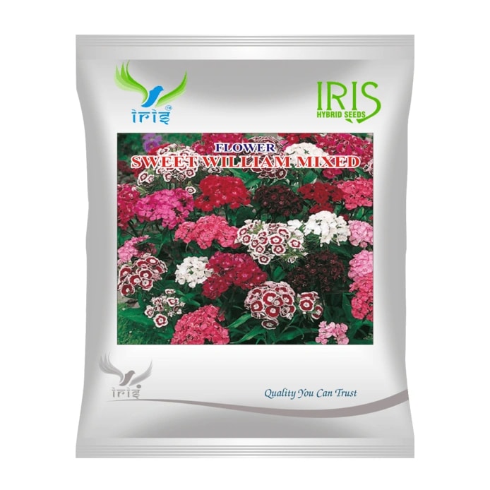 Iris Sweet William Mix Hybrid OP Flower Seeds, Imported, Fragrant And Ornamental Garden Flowers