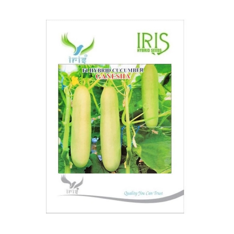 Iris Ganesha F1 Hybrid Cucumber Seeds, Early Maturity, High Yield & Vigorous Growth