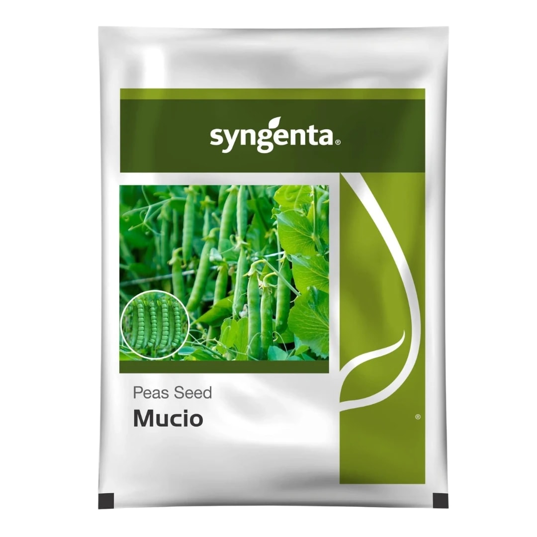 Syngenta Mucio Peas Seeds