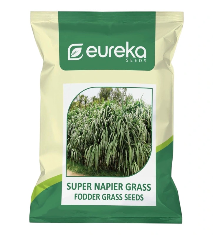 Eureka Super Napier Grass High Yield Hybrid Fodder Crop Seeds For Dairy & Livestock Farming