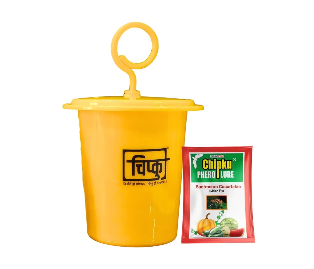 चिपकू - मेलन फ्लाई ल्यूर (बैक्ट्रोसेरा कुकुरबिटे) के साथ फेरोमोन इकोमैक्स ट्रैप लार्वा द्वारा भोजन। लौकी, कद्दू, टमाटर, तरबूज, तोरी के लिए.