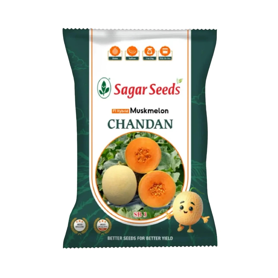 Sagar Chandan F1 Muskmelon Seeds, Buff Yellow Skin, Green Stripe, Rich Aroma, High Yield