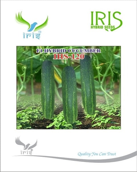 Iris F1 Hybrid IHS 120 Cucumber Seeds, Moderate Tolerant To Virus And Downy Mildew.