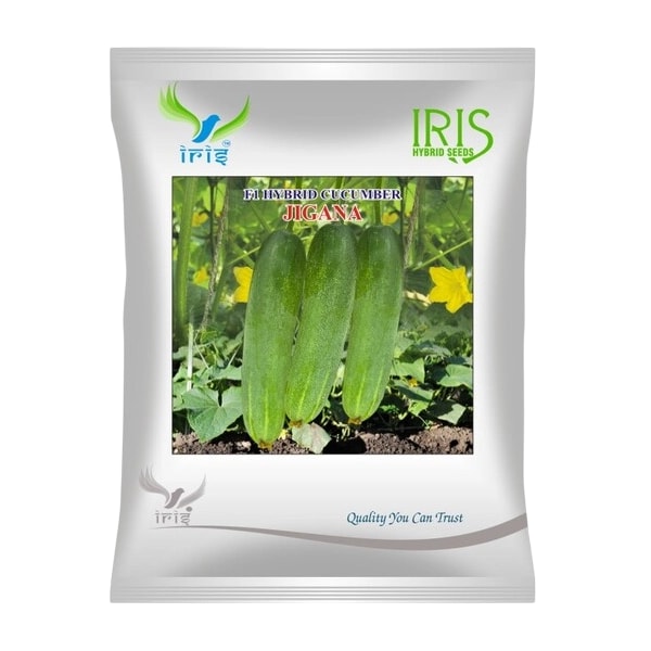 Iris Jigana F1 Hybrid Cucumber Seeds, All Season Green Variety, Early Maturity And High Yield