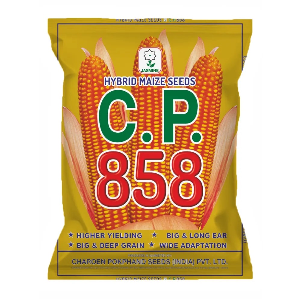 C.P. 858 Maize Seeds - Makka Seeds