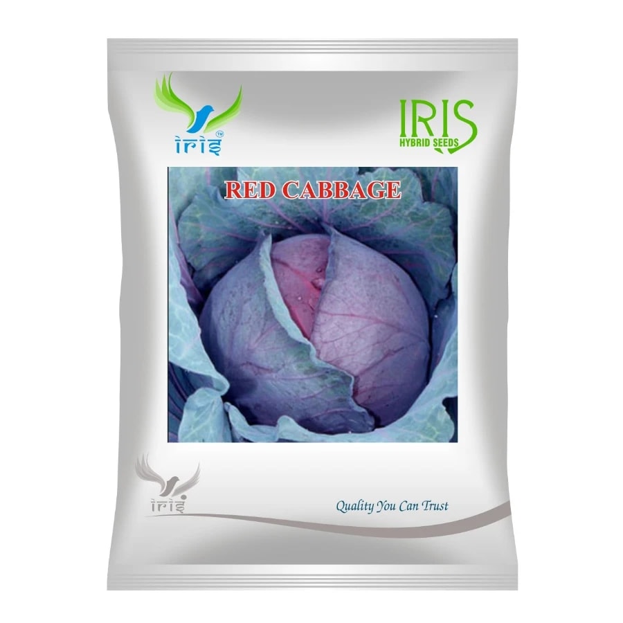 Iris RED CABBAGE F1 Hybrid Imported Seeds, Ideal For Commercial Cultivation And Home Gardening Variety