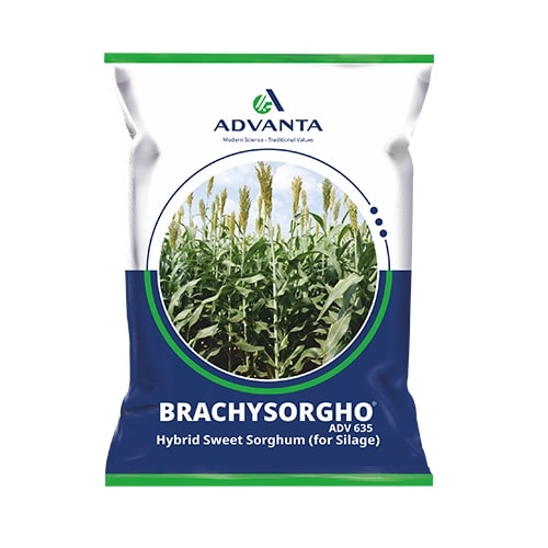Advanta Brachysorgho ADV 635 Hybrid Sweet Sorghum Seeds, Suitable For Single Cut Silage