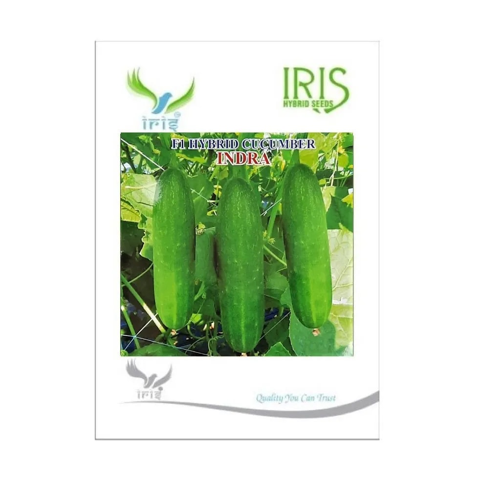 Iris Indra F1 Hybrid Cucumber Seeds, High Yield, Heat Tolerant And Excellent Shelf Life