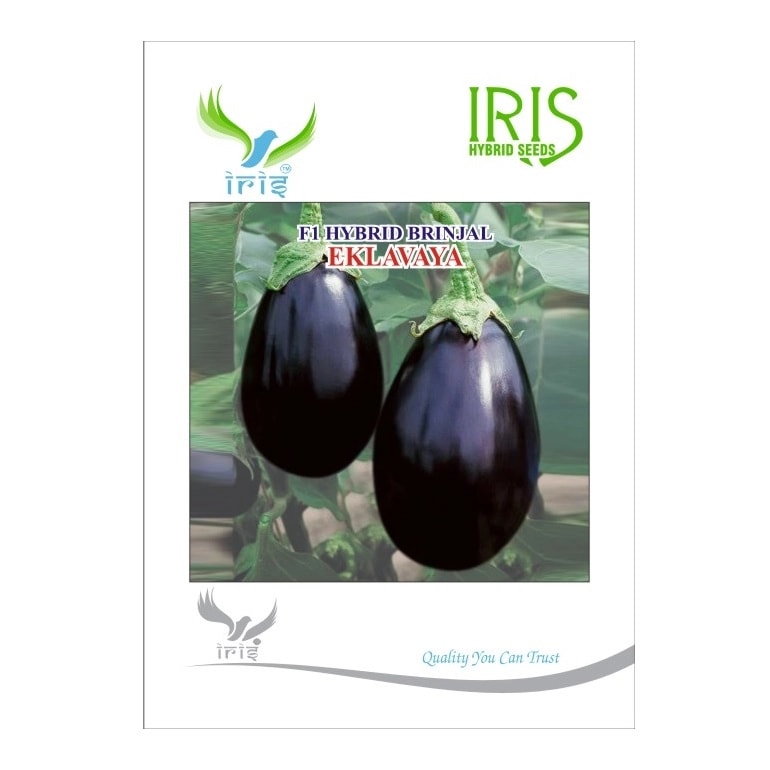 Iris Eklavya F1 Hybrid Brinjal Seeds, Oblong, Glossy Black-Purple And Early Harvest Variety