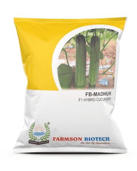 Farmson FB Madhur F1 Hybrid Cucumber Seeds, Green Fruit Color with Cylindrical Shape