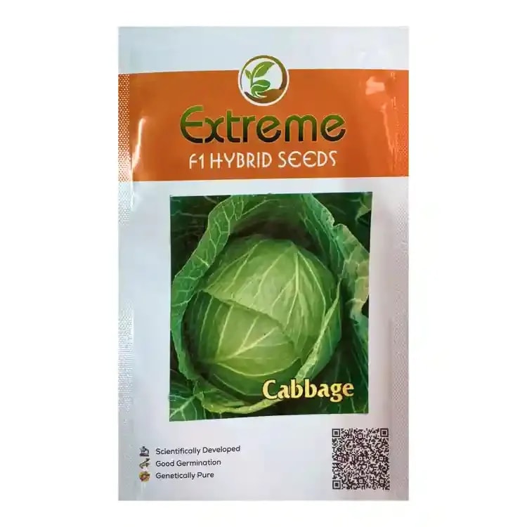 Extreme Green Ball F1 Hybrid Cabbage Seeds, Round The Year Variety, Bluish-Green Color
