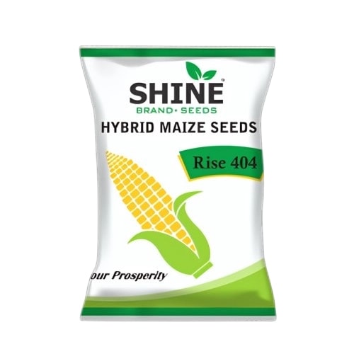 Maize Rise 404 Hybrid - Shine Brand Seeds, Makka Seed, Suitable for Irrigated